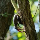 Hirschkäfer - Lucanus cervus, von lateinisch lucanus ‚Waldbewohner‘ und cervus ‚Hirsch‘