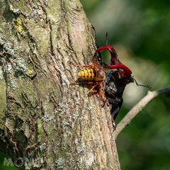 Hirschkäfer - Lucanus cervus, von lateinisch lucanus ‚Waldbewohner‘ und cervus ‚Hirsch‘