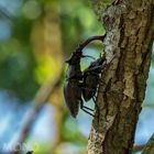 Hirschkäfer - Lucanus cervus, von lateinisch lucanus ‚Waldbewohner‘ und cervus ‚Hirsch‘