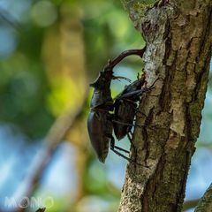 Hirschkäfer - Lucanus cervus, von lateinisch lucanus ‚Waldbewohner‘ und cervus ‚Hirsch‘