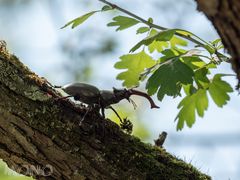 Hirschkäfer - Lucanus cervus, von lateinisch lucanus ‚Waldbewohner‘ und cervus ‚Hirsch‘