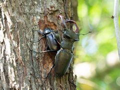 Hirschkäfer - Lucanus cervus, von lateinisch lucanus ‚Waldbewohner‘ und cervus ‚Hirsch‘