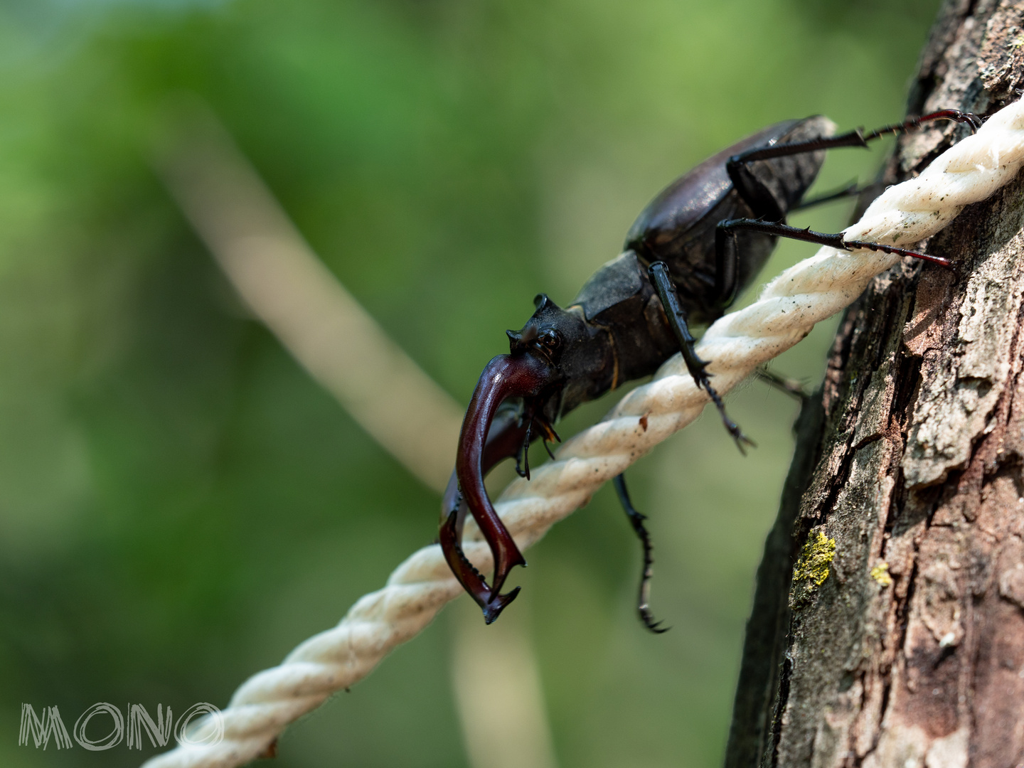 Hirschkäfer - Lucanus cervus, von lateinisch lucanus ‚Waldbewohner‘ und cervus ‚Hirsch‘