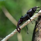 Hirschkäfer - Lucanus cervus, von lateinisch lucanus ‚Waldbewohner‘ und cervus ‚Hirsch‘