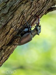 Hirschkäfer - Lucanus cervus, von lateinisch lucanus ‚Waldbewohner‘ und cervus ‚Hirsch‘