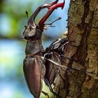 Hirschkäfer - Lucanus cervus, von lateinisch lucanus ‚Waldbewohner‘ und cervus ‚Hirsch‘