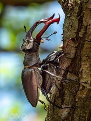 Hirschkäfer - Lucanus cervus, von lateinisch lucanus ‚Waldbewohner‘ und cervus ‚Hirsch‘