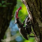 Hirschkäfer - Lucanus cervus, von lateinisch lucanus ‚Waldbewohner‘ und cervus ‚Hirsch‘