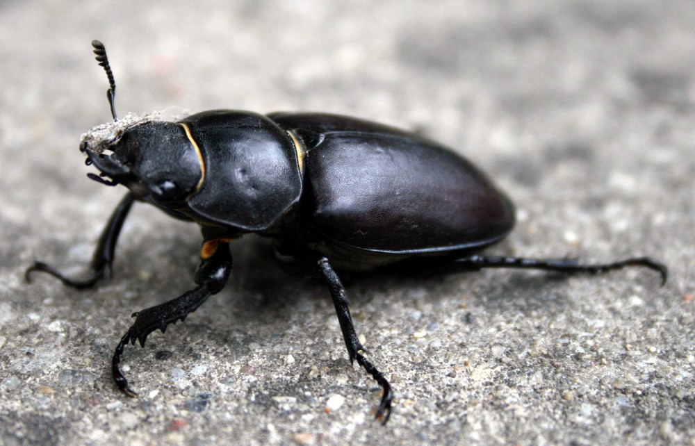 Hirschkäfer (Lucanus cervus), Weibchen