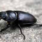 Hirschkäfer (Lucanus cervus), Weibchen