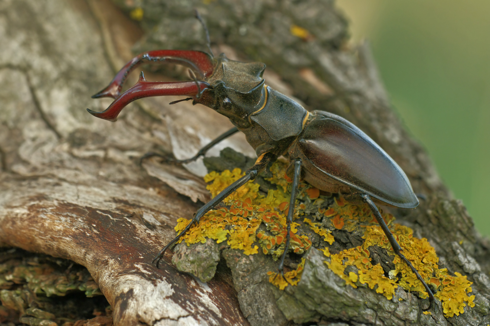 Hirschkäfer, Männchen