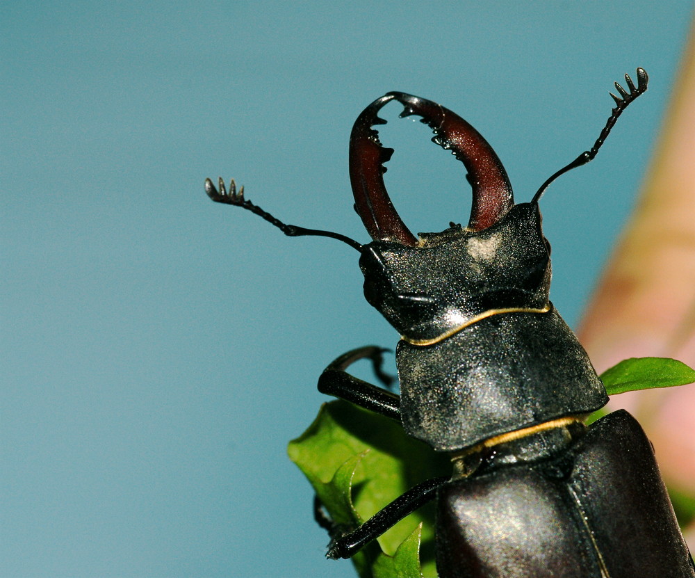 Hirschkäfer- Männchen (Lucanus cervus)