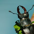 Hirschkäfer- Männchen (Lucanus cervus)