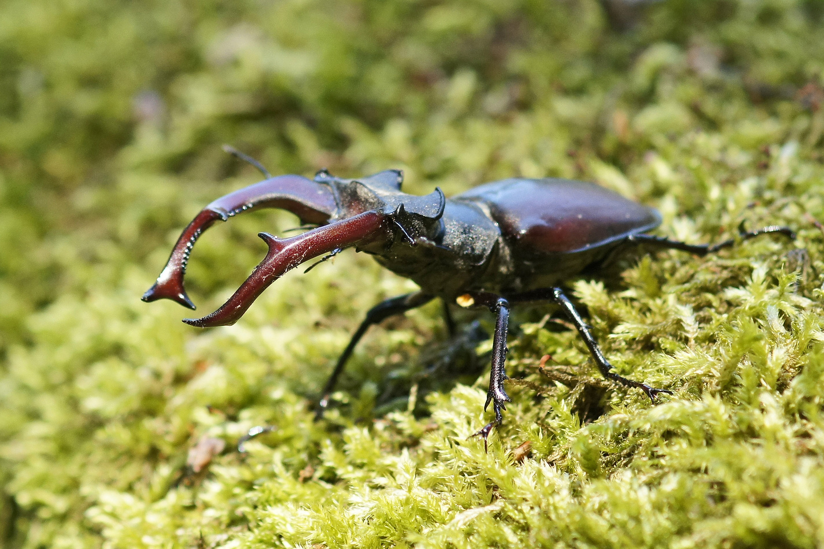 Hirschkäfer-Männchen (Lucanus cervus)