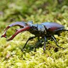 Hirschkäfer-Männchen (Lucanus cervus)