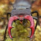 Hirschkäfer Männchen (Lucanus cervus)