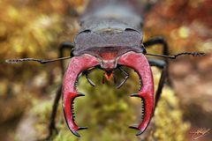 Hirschkäfer Männchen (Lucanus cervus)