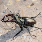 Hirschkäfer Männchen (Lucanus cervus) auf Waldweg in der Kurpfalz