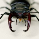 Hirschkäfer- Männchen (Lucanus cervus) Detail