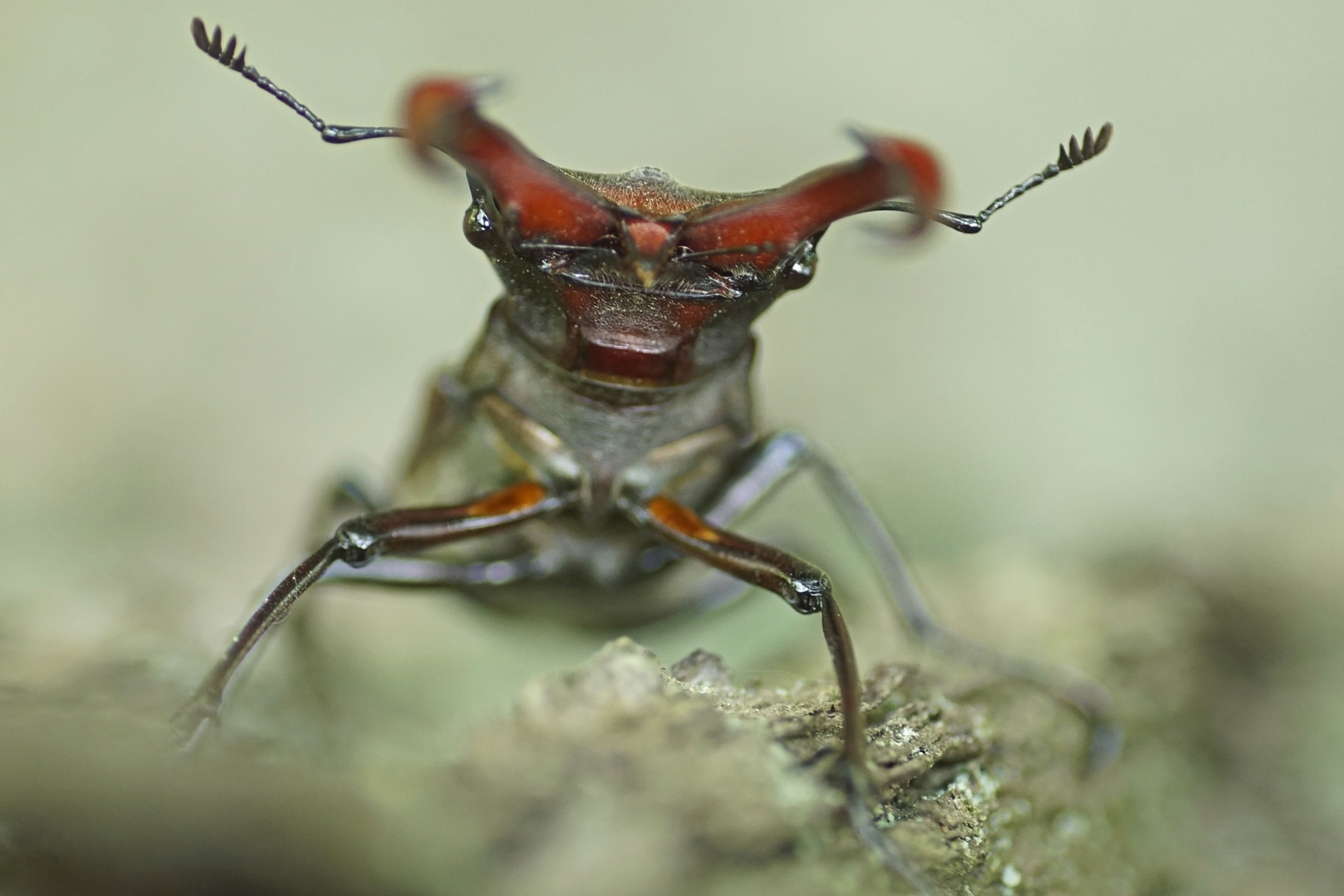 Hirschkäfer mal Frontal