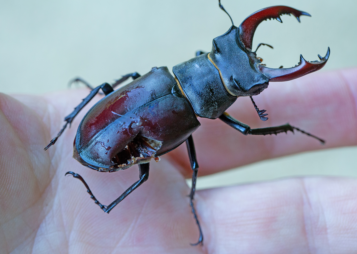 Hirschkäfer mit Verletzung