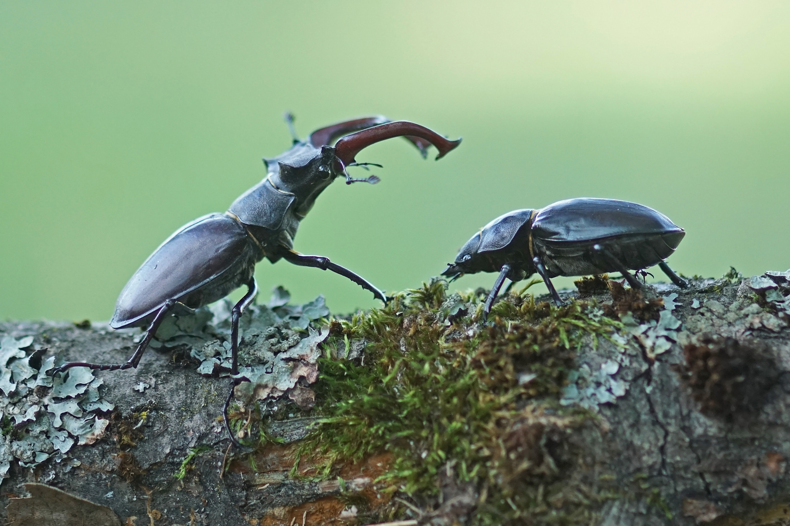 Hirschkäfer-Paar (Lucanus cervus)