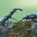 Hirschkäfer-Paar (Lucanus cervus)