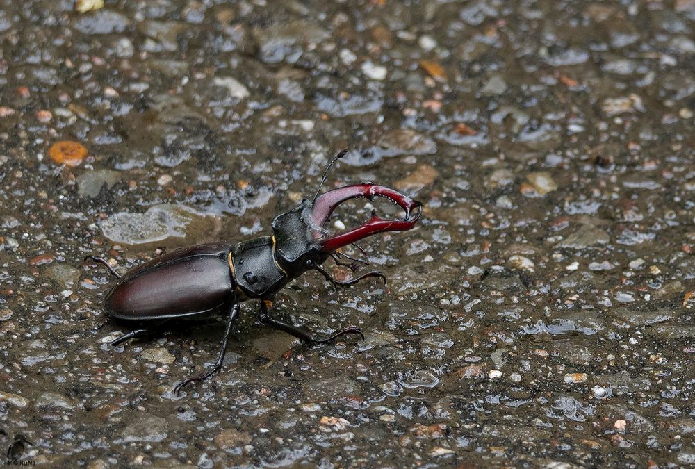 Hirschkäfer verletzt