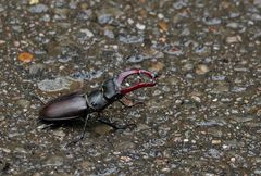 Hirschkäfer verletzt