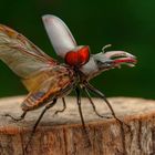 Hirschkäfer vor dem Abflug