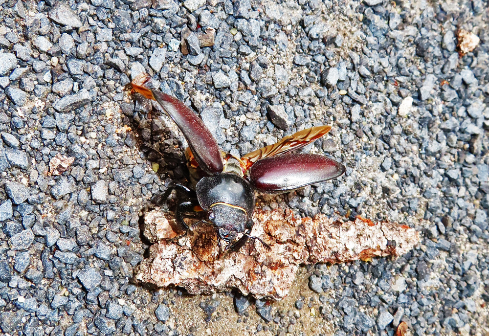 Hirschkäfer Weibchen