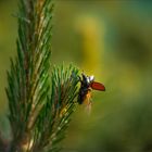 Hirschkäfer Weibchen