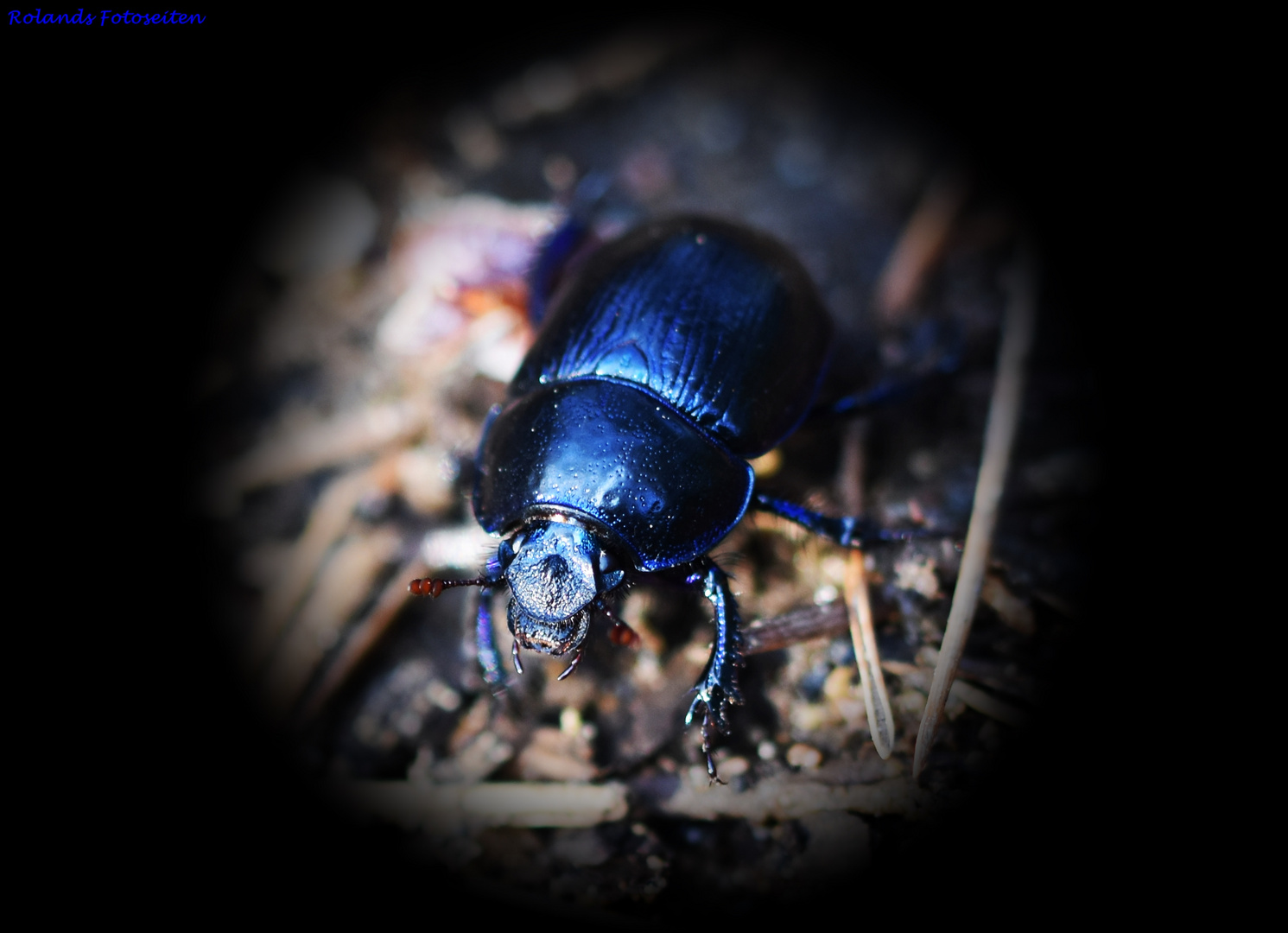 Hirschkäfer-Weibchen beim Abendspaziergang