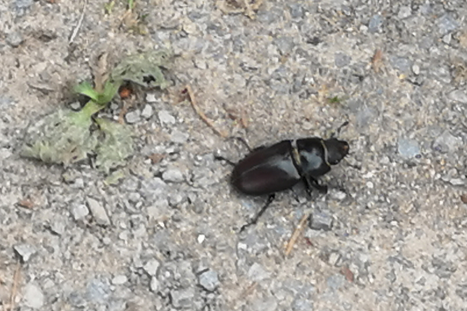 Hirschkäfer-Weibchen beim Waldsee