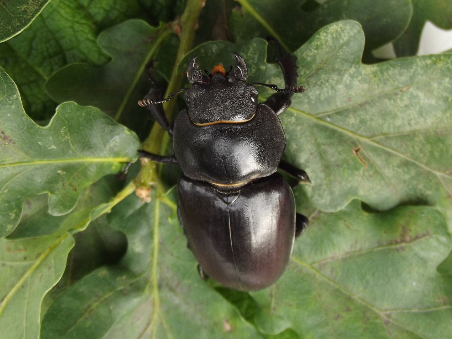 Hirschkäfer Weibchen ( Lucanus cervus )