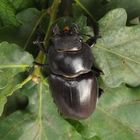 Hirschkäfer Weibchen ( Lucanus cervus )