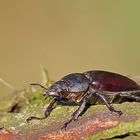 Hirschkäfer Weibchen  (Lucanus cervus)