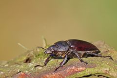 Hirschkäfer Weibchen  (Lucanus cervus)