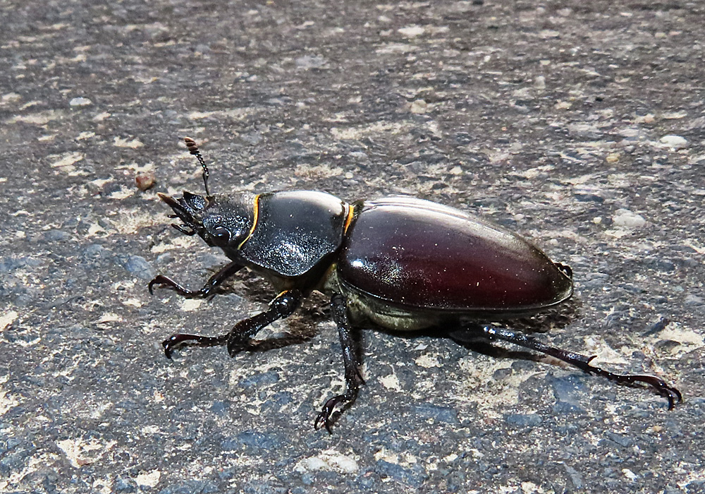 Hirschkäfer Weibchen (RL2 + §)