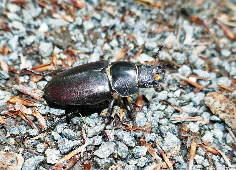 Hirschkäfer Weibchen (RL2 §)