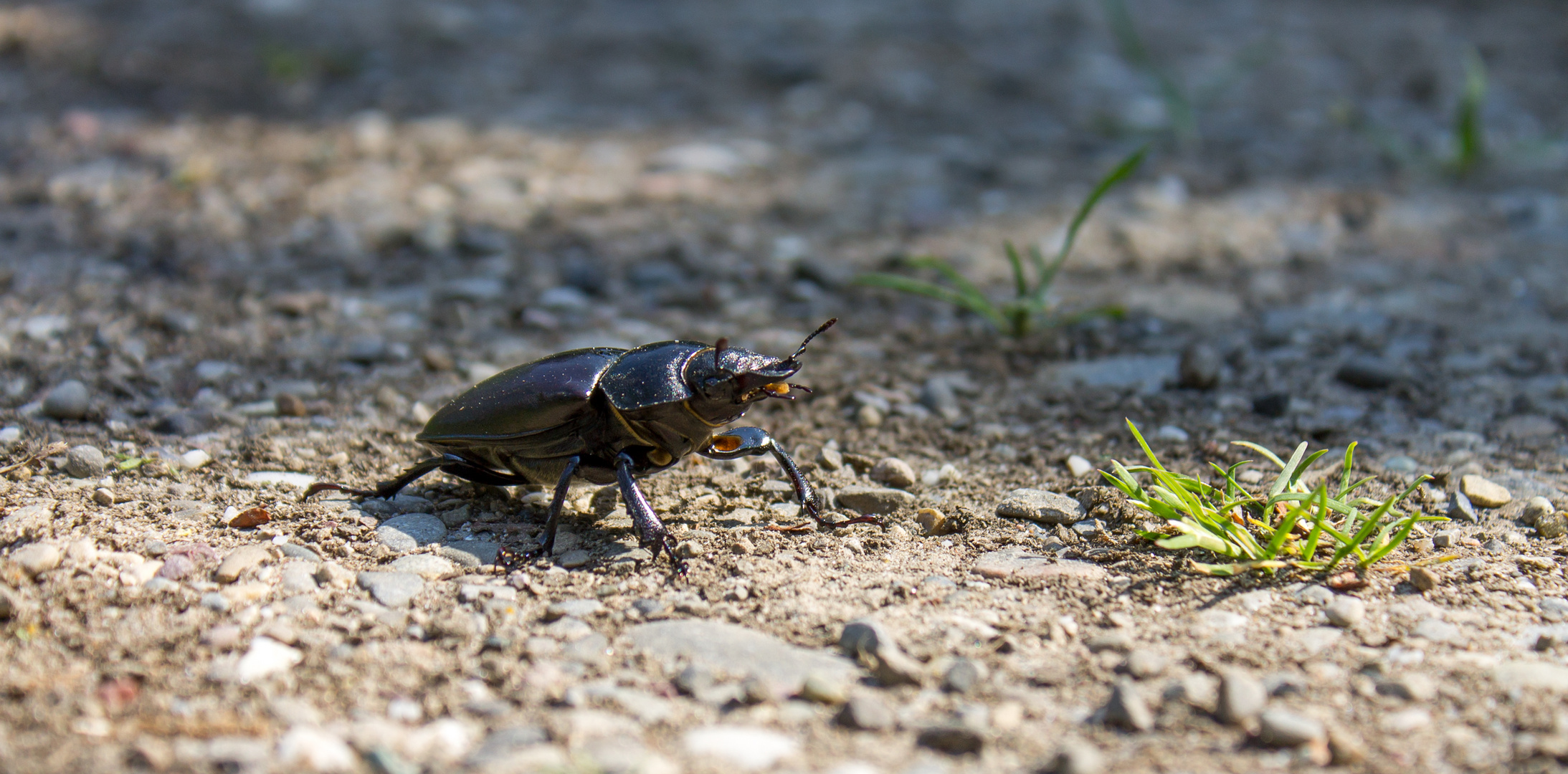 Hirschkäfer (weiblich) / stag beetle (female)