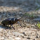 Hirschkäfer (weiblich) / stag beetle (female)