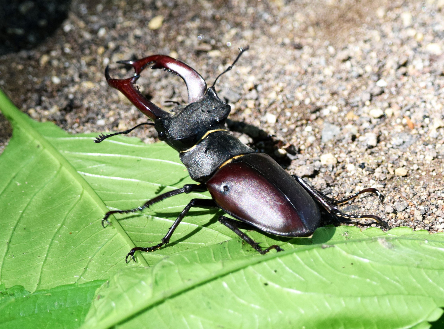 Hirschkäferbegegnung im Schlosspark Brühl