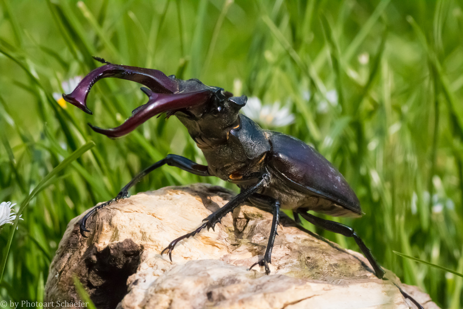 Hirschkäfermännchen