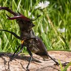 Hirschkäfermännchen auf Wanderung