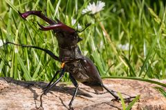 Hirschkäfermännchen auf Wanderung