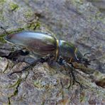 Hirschkäferweibchen