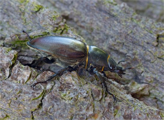 Hirschkäferweibchen