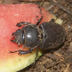 Hirschkäferweibchen an Melone