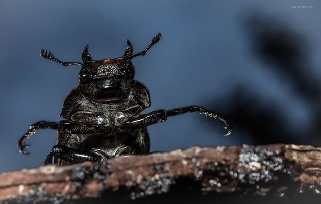 Hirschkäferweibchen